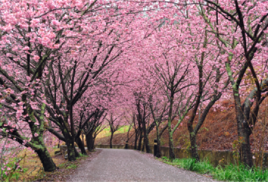 【櫻花季限定】台中: 武陵农场赏樱一日游【台北出发｜含门票】【2026武陵樱花季2/13-3/1盛大开跑，邀請您漫步武陵农场梦幻粉色樱花隧道。】