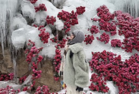 洛阳白云山一日游【2.14号之前学生证免门票/纯玩自由行】【洛阳出发，白云山专线直通车，纯玩无购物】