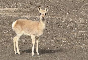 昆仑泉、无极龙凤宫、野马滩、苦修崖。玉虚峰，西王母瑶池，【[优选行程]前往西王母瑶池，昆仑圣泉、无极龙凤宫、野马滩、苦修崖。玉虚峰，西王母瑶池】