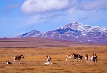 【包车游·可选车型】可可西里+昆仑山口+玉珠峰一日游【独立成团 | 市内免费接送 | 车型自选】