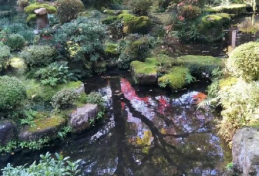 日本京都-琉璃光院-三千院-贵船神社-红叶满天 京都巡礼。【专业行程定制，精选热门景点，高效游玩不走回头路，贴心服务保障，轻松】