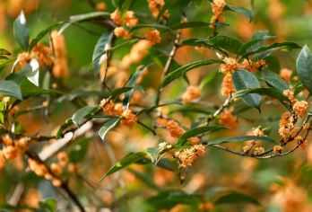 杭州满觉陇徒步半日游【含桂花下午茶+石屋洞+网红“汤屋”】【[小众景点]龙井茶园，打卡千与千寻“汤屋”】