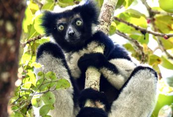 马达加斯加&安达西贝保护区【邂逅狐猴与雨林秘境】专属包车【轻松直达雨林心脏，聆听“狐猴”的呼唤。属包车从塔那那利佛点对点往返，省去转车繁琐】