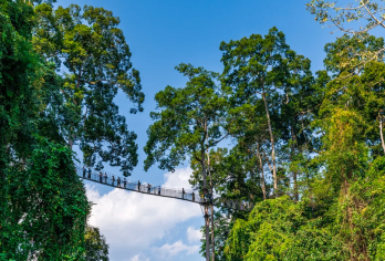 望天树纯玩包车一日游【独立私家团·一单一团·纯玩无购物】【纯玩无购物，拒绝套路！把时间全留给自然美景，告别强制进店浪费时间的烦恼。】
