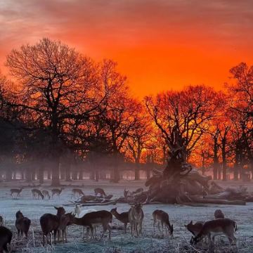 【伦敦版小奈良】布希公园+汉普顿宫+里士满公园包车一日游