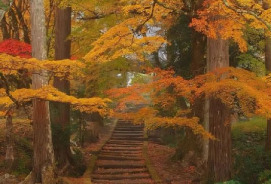 日本京都-二三年坂清水寺天龙寺伏见稻荷大社……可大阪【精选】【包车一日游，解锁旅行新方式！独立车辆配备经验丰富的老司机，为您量身打造专属行程。】