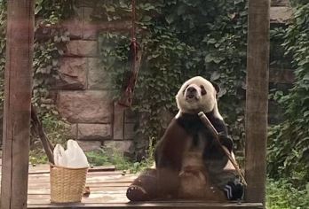 北京半日私人游：参观熊猫馆和颐和园【有了私人导游，您就可以避开北京熊猫馆和颐和园的长队。 您的私人导游是一位当地专家，熟知**景点和故事。带您探索颐和园鲜为人知的角落，领略大多数游客错过的美景。 您的导游将确保您拥有流畅且个性化的旅程。没有拥挤的旅行团，只有您和您的导游，按照您自己的节奏探索。】