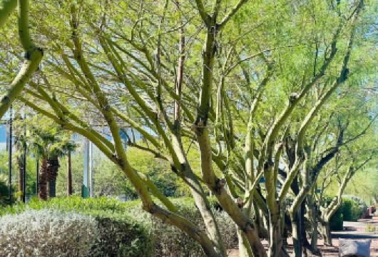 美国凤凰城-往返图森-历史文化线-包车精选【专属客服和本地中文司机，一家一团包车】