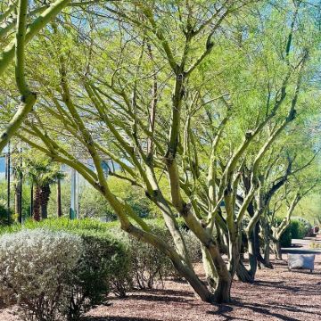 美国凤凰城-往返图森-历史文化线-包车精选