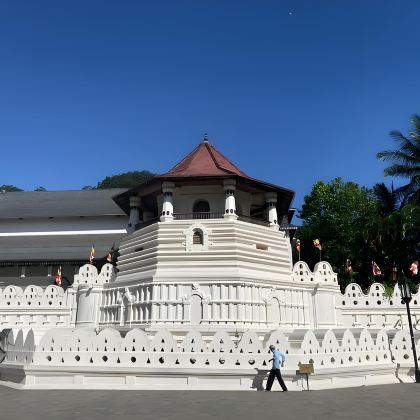 斯里兰卡尼甘布鱼市+大象孤儿院+佛牙寺+康提湖|可定制包车&