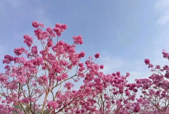 绿美生态园+彩虹村一日游【行摄紫花风铃+葵树林+彩虹村】【江门紫花风铃木，占地34万平方米，种植6000多株紫花风铃木】