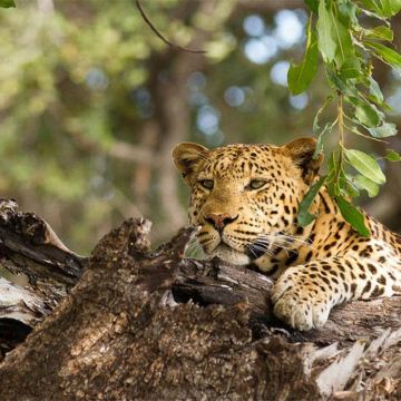 乔贝国家公园一日游：水陆双栖Safari，邂逅万象之国