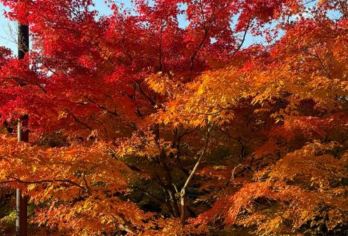 日本京都-琉璃光院-三千院-贵船神社-岚山-红叶巡礼/红叶季【专业行程定制，精选热门景点，高效游玩不走回头路，贴心服务保障，轻松】