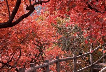 坡峰岭纯玩1日【红叶观赏+6km环形栈道+国家地理推荐】【中国国家地理推荐】