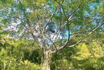 中科院植物园+基诺山寨一日游【2-8人小团+晚出发+纯玩】【2-8人小团，9点出发懒人游，不打卡不走马观花，让旅游充满阳光；】