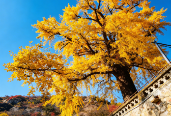 丹东大孤山一日游【独立包车+丹东市区酒店上门接送】【明星同款，三教合一的百年古刹，千年银杏】