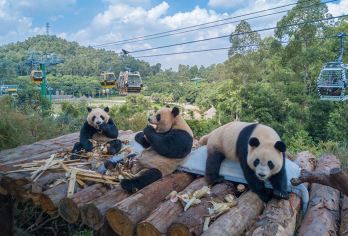 广州长隆野生动物世界一日游【1、大型的生态动物园，珍稀濒危动物众多，国宝动物汇集。】
