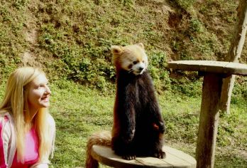 都建岩小熊猫饲养员抱着小熊猫拍照+熊猫保护区一日游【红熊猫饲养员体验可以近距离与*可爱的动物合影 在功夫熊猫村拍摄*大的熊猫自拍照 参观熊猫保护区，而不是拥挤的繁育中心】