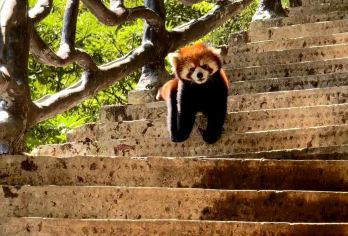 瓦屋山秋景一日游【专业户外保险】