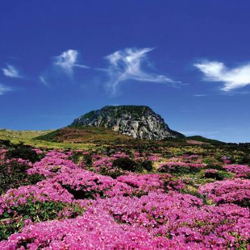 济州岛西南线一日游｜门票全含｜汉拿山+橘子咖啡+追海豚｜纯玩