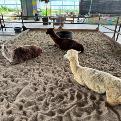 柔佛迪沙鲁羊驼农场+萤火虫+水果园日游|包含门票[新山出发]