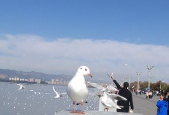 昆明滇池+石林风景区包车一日游【独立纯玩-私享定制】【当地实力车队5-17座多款车型优选、全程独立用车无缝接送，本土车源一手操作、旅程无后顾之忧；】