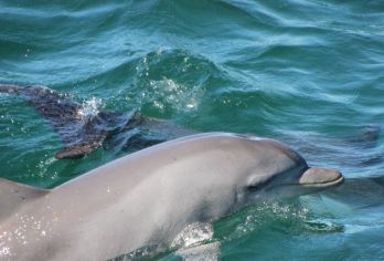 悉尼斯蒂芬斯港一日游中文司导观海豚滑沙看考拉无额外费用【[中文司导 乘风破浪观海豚 安娜湾滑沙 考拉救助站 拖网游泳 |可选接送点|无小费]】