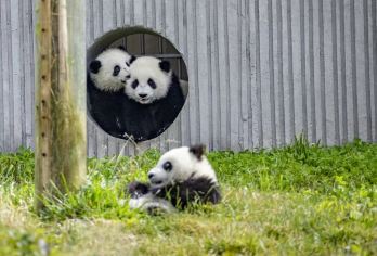 头等舱2+1保姆车、三星堆博物馆+大熊猫繁育研究基地一日游【探秘三星堆，沉睡三千年一醒惊天下—打卡国家宝藏、探秘古蜀文明】