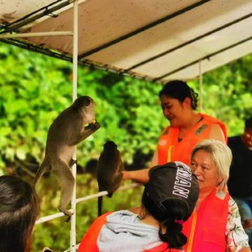 沙巴亚庇天镜红树林一日游 真kawakawa萤火虫长鼻猴半