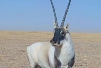 赠送氧气】可可西里+昆仑圣泉+玉珠峰+可可西里雪山观+龙凤宫【[优选行程]问道昆仑，探秘可可西里，途径三江源保护区，玉珠峰】