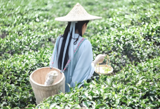 杭州私人定制游：西湖风景名胜区、城隍阁与茶园汉服体验【汉服与茶园体验——身着典雅汉服，漫步如画茶园，领略龙井茶艺 文化沉浸式体验当地市场——漫步于充满色彩与本土风情的杭州热闹市集，感受地道的杭州生活。 西湖风景名胜区与城隍阁景观——欣赏杭州**标志性的景点，饱览令人叹为观止的城市与湖光全景。】