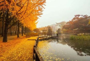 韩国南怡岛+小法国或义大利村+江村铁轨自行车一日游中文英文团【南怡岛: 韩剧《冬季恋歌》取景地，四季皆美，有银杏大道、骑行小路与湖边美景，浪漫又放松。】