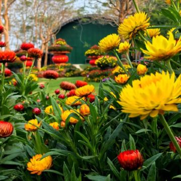 茂名包车|打卡高州岭南凤凰园+粤龙山+仙人洞一日游