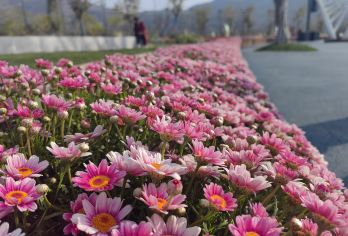 阿署达四季花海+银江湖公园+东华山公园【2人起订独立用车】【2人起订 独立小包团 上门接送】