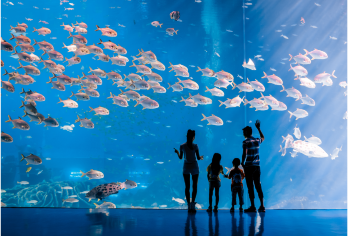 珠海长隆海洋王国+烟花汇演1日游+可选交通或含门票套餐【广州出发，天天发团。可选车费+门票套餐，或者单车位套餐（不含门票）】