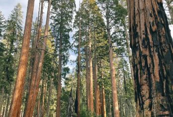 美国洛杉矶往返帝王峡谷或美洲杉/红杉树可多日-12H包车精选【专属客服和本地中文司机，一家一团包车】