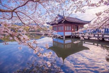 杭州西湖景区赏樱一日游｜专业中、英文导游服务v【提供专业导游服务｜行程可调】