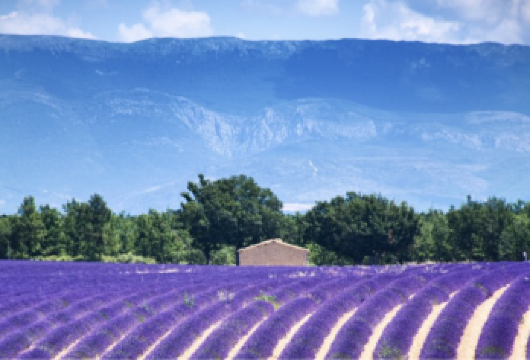 【尼斯】瓦伦索勒薰衣草+圣十字湖+陶瓷小镇包车1日游【瓦伦索勒高原，拥有普罗旺斯樶大的薰衣草花田，也是《又见一帘幽梦》取景地】
