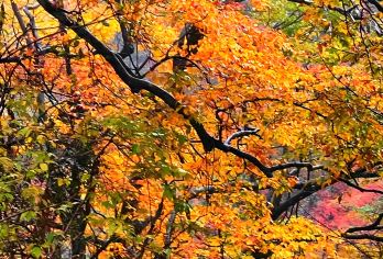 汉中-龙头山精品一日【2-6人私家团】【含门票+索道+扶梯】【1、全程优秀服务人员贴心服务，汉中市区上门接送，可接十点抵达高铁，更加方便出行！】