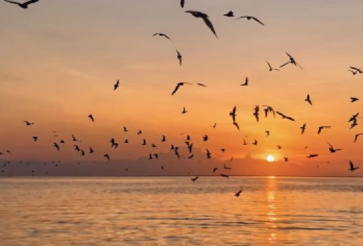 瓜拉雪兰峩皇家山银叶猴+喂食老鹰+萤火虫+蓝眼泪半日夜游【1.体验瓜拉雪兰峩自然生态，游览美丽的自然风光】