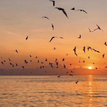 瓜拉雪兰峩皇家山银叶猴+喂食老鹰+萤火虫+蓝眼泪半日夜游