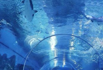 新加坡一日游：圣淘沙 + 环球影城 + 海洋馆（亲子欢乐）【主题乐园：两大顶级乐园一站式体验，省时高效】