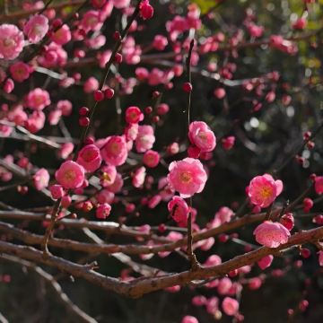 韶关包车 | 打卡珠玑古巷+梅关景区+梅关古道一日游