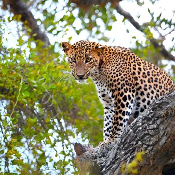 斯里兰卡雅拉国家公园|Safari吉普邂逅锡兰豹*不含门票&