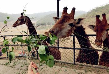 八达岭长城+八达岭野生动物世界包车一日游【上门接送时间自由】【八达岭+八达岭野生动物世界包车，观万里长城，看友爱小动物！】