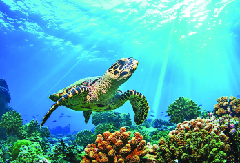 斯米兰群岛:登岛浮潜出海一日游【推荐彩虹|丽拉懒人团晚出发】【阿丽塔|丽拉号VIP团，30人封顶度假体验，贴心配套：免费提供大浴巾 + 小童专属救生衣】