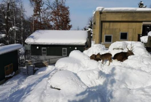 日本北海道+旭川动物园+旭山寺一日游/行程可调-可定制多日【包车一日游，解锁旅行新方式！独立车辆配备经验丰富的老司机，为您量身打造专属行程。】