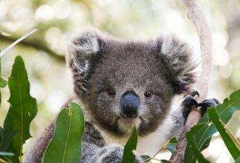 澳大利亚|墨尔本菲利普岛自然公园一日游【彩虹小屋/企鹅归巢】【澳洲特有小型企鹅，可看到原始自然企鹅归巢现象。】