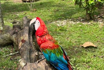 新加坡-跟着花少打卡新加坡【中文司机｜酒店接送】【专属线上管家服务+当地华人司机，给您专业的服务保障】