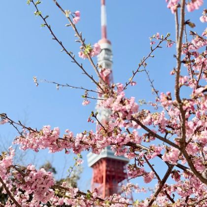 东京港口拼团一日游 筑地海鲜市场-东京塔-浅草寺-秋叶原